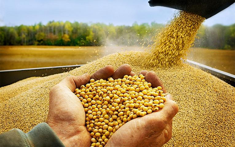 В Україні збільшується переробка сої В Україні збільшується переробка сої